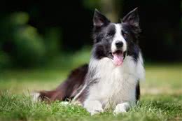 养柯利犬为什么不能随意用药?特殊之处在这里