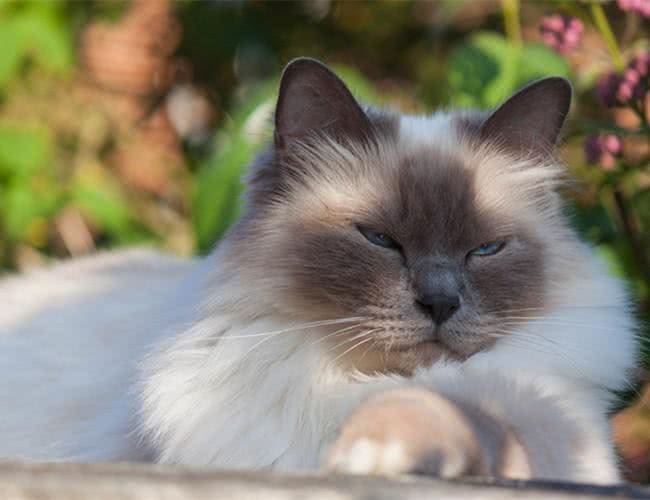 最适合家养的几款猫咪，你养对了么?