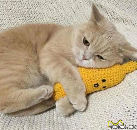 最适合家养的几款猫咪，你养对了么?