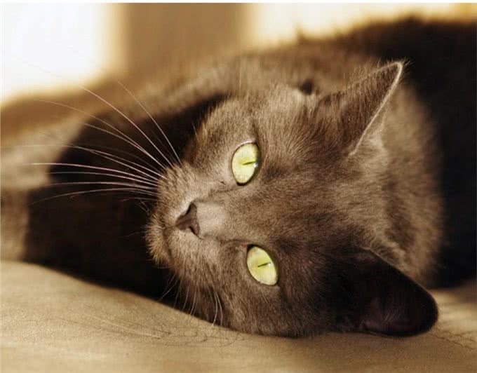 最适合家养的几款猫咪，你养对了么?