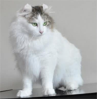 最适合家养的几款猫咪，你养对了么?