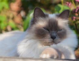 最适合家养的几款猫咪，你养对了么?
