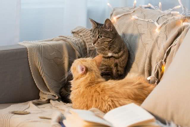 想养猫猫的注意啦~解锁萌猫世界:家养猫的人气之选