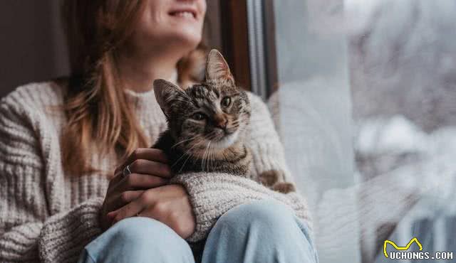想养猫猫的注意啦~解锁萌猫世界:家养猫的人气之选