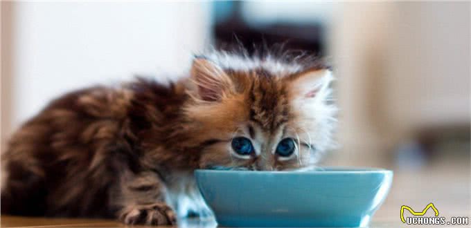 猫狗是否能喝牛奶?看广大网友怎么说，很有道理
