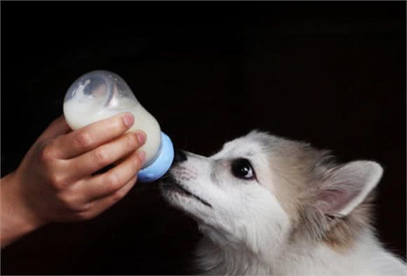猫狗是否能喝牛奶?看广大网友怎么说，很有道理