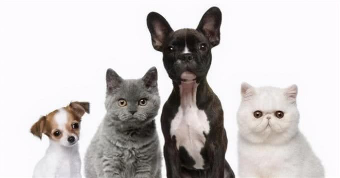 你知道吗，犬猫的身体日渐消瘦很有可能是贫血