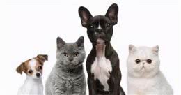 你知道吗，犬猫的身体日渐消瘦很有可能是贫血