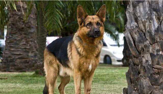 警犬是如何训练成的?如何得到一只警犬?