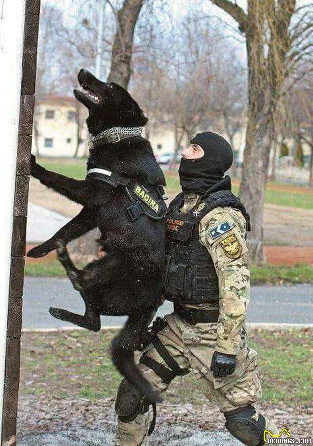 警犬是如何训练成的?如何得到一只警犬?