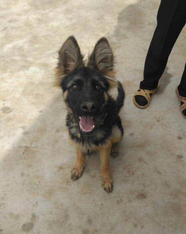 警犬是如何训练成的?如何得到一只警犬?