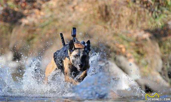 警犬是如何训练成的?如何得到一只警犬?