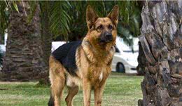 警犬是如何训练成的?如何得到一只警犬?