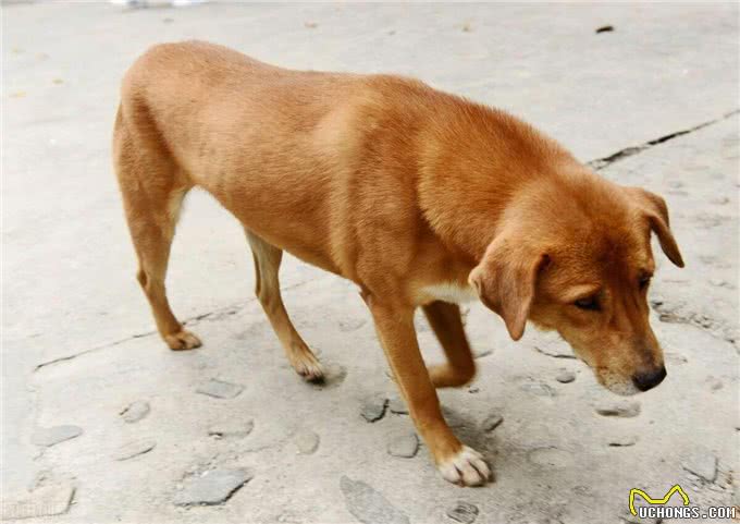 狗狗有这些特征，说明它很旺家，好好珍惜吧