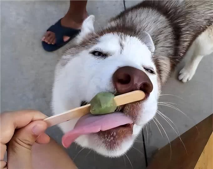 狗狗这几个特征，说明它不聪明，你家的占了几个?
