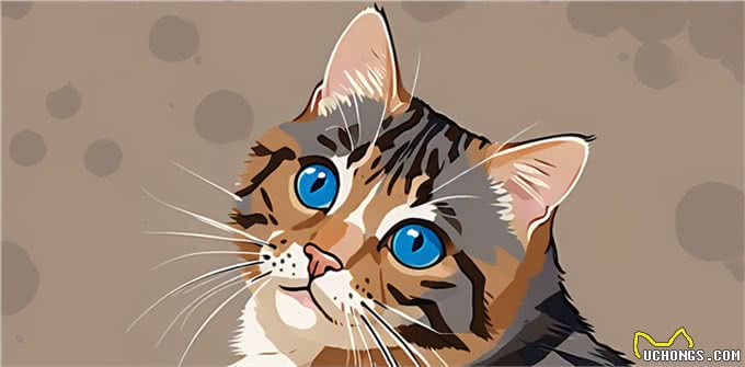 9个生活特征，证明猫过得很好，全有就说明猫跟着你很享福