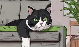 9个生活特征，证明猫过得很好，全有就说明猫跟着你很享福