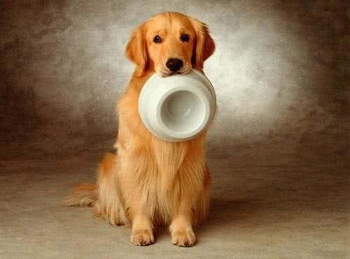 养好金毛犬!应对金毛犬挑食家长们要这么做!