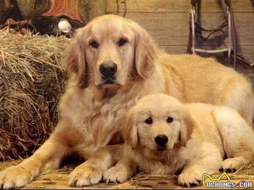 养好金毛犬!应对金毛犬挑食家长们要这么做!
