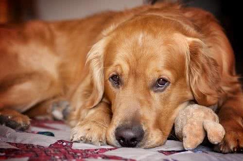 养好金毛犬!应对金毛犬挑食家长们要这么做!