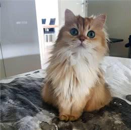 金吉拉猫的知识科普