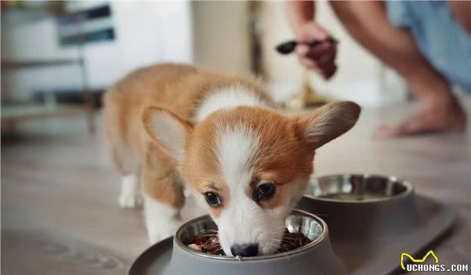 饲养幼犬的注意事项，你知道几个?