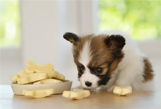 饲养幼犬的注意事项，你知道几个?