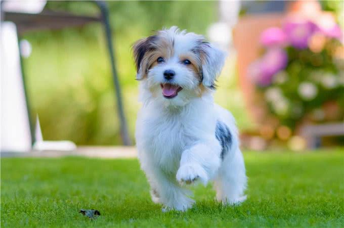 饲养幼犬的注意事项，你知道几个?