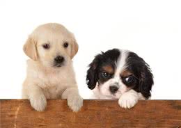 饲养幼犬的注意事项，你知道几个?