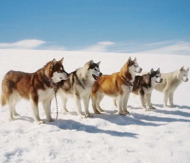 雪橇犬阿拉斯加训练哪招强?