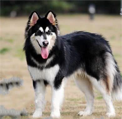 雪橇犬阿拉斯加训练哪招强?