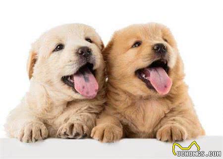 你一定不会错过的幼犬喂养知识!