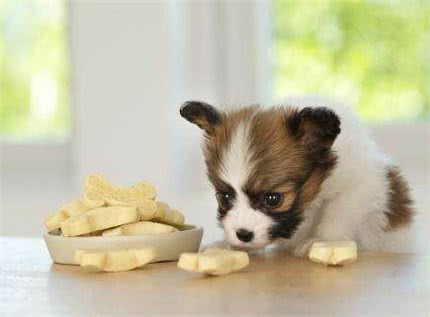 你一定不会错过的幼犬喂养知识!
