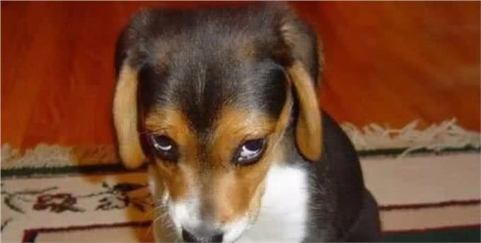 狗狗犯错了也会感到内疚和惭愧吗?