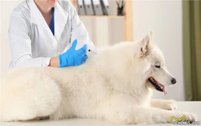 狗狗打疫苗的流程这样才正确!你都知道吗?