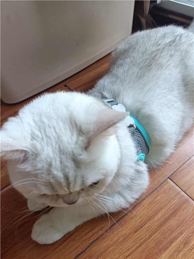 宠物零食，贵的真比便宜的好吗?