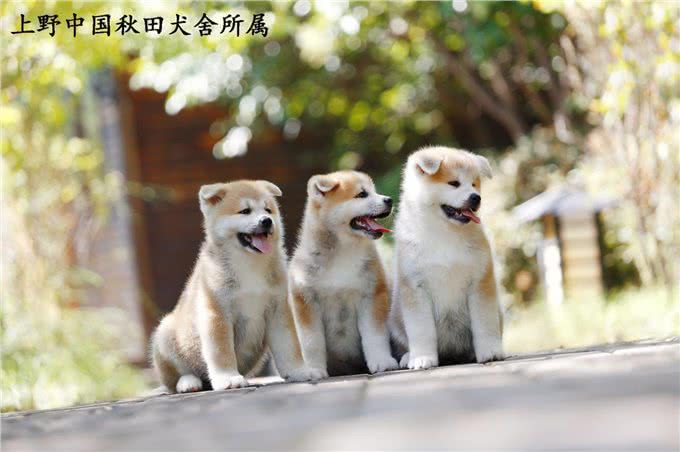 日系秋田犬的发展历史