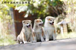日系秋田犬的发展历史