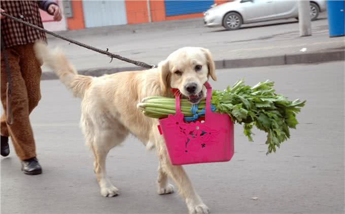 狗狗爱咬怎么办