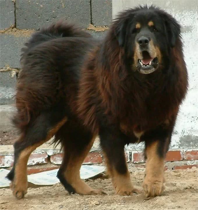 世界恶犬之藏獒，忠心护主的尊贵高傲之犬