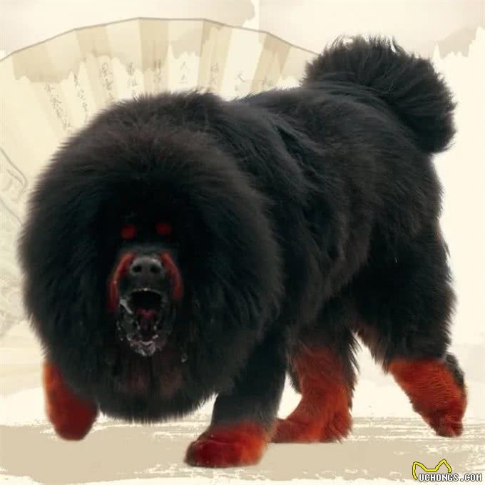 世界恶犬之藏獒，忠心护主的尊贵高傲之犬