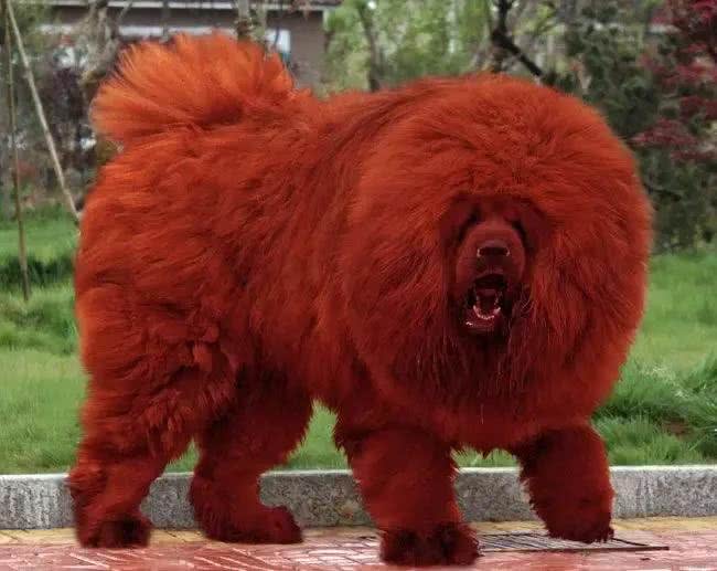 世界恶犬之藏獒，忠心护主的尊贵高傲之犬