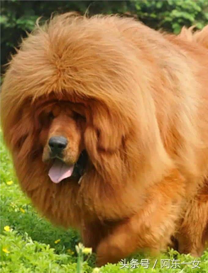 世界恶犬之藏獒，忠心护主的尊贵高傲之犬