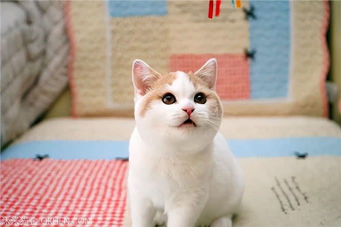 如果白送你一只猫，这10种猫，你想带谁回家