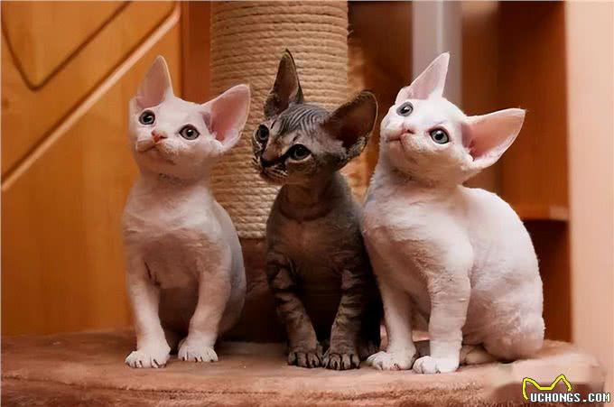 如果白送你一只猫，这10种猫，你想带谁回家
