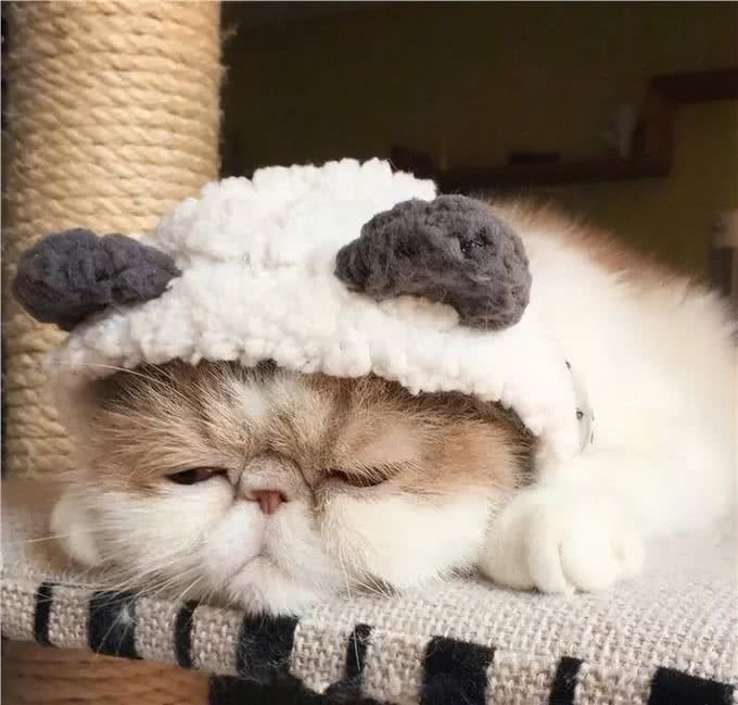 如果白送你一只猫，这10种猫，你想带谁回家