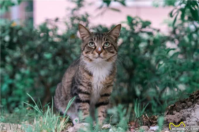 如果白送你一只猫，这10种猫，你想带谁回家