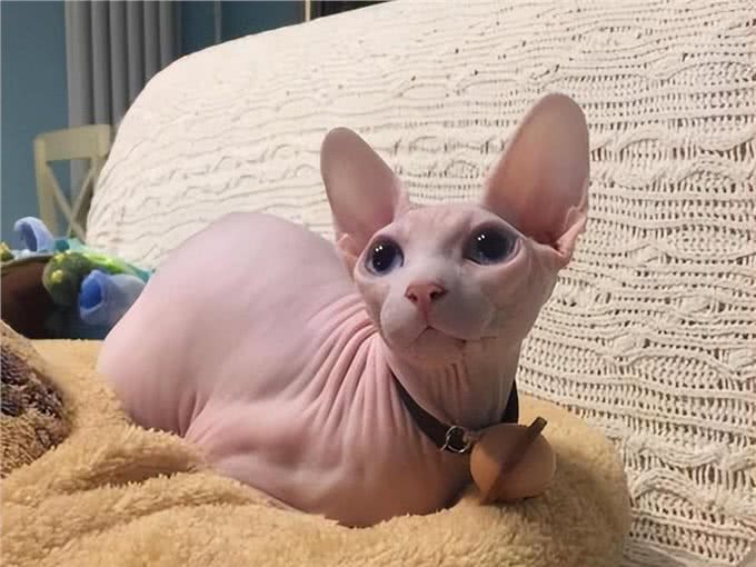 如果白送你一只猫，这10种猫，你想带谁回家