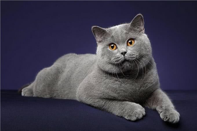 如果白送你一只猫，这10种猫，你想带谁回家