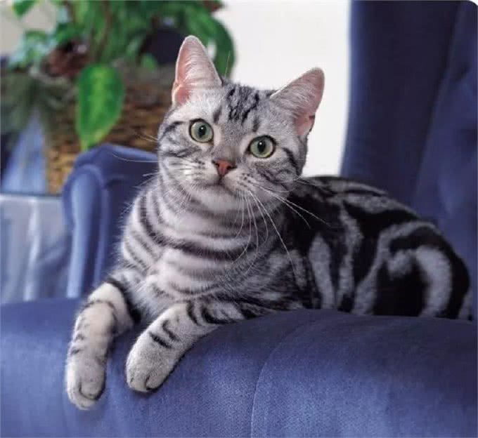 如果白送你一只猫，这10种猫，你想带谁回家